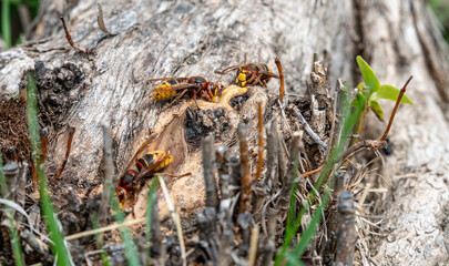 The European hornet (Vespa crabro) drinking sap from the tree trunk.