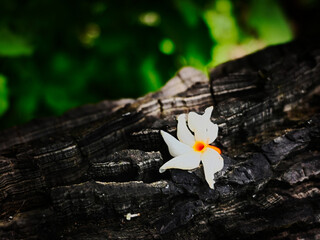 White Flower on Wooden Texture Background