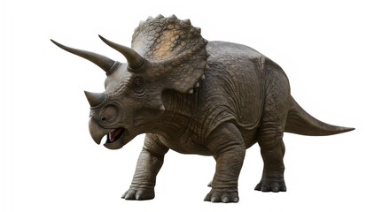 Fototapeta premium 3D Triceratops on White Background