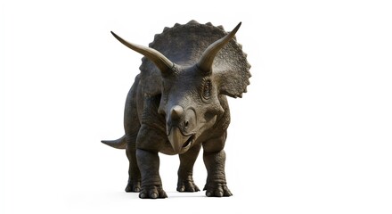 Fototapeta premium Museum-Quality Triceratops Display Featuring Horned Dinosaur on White Background