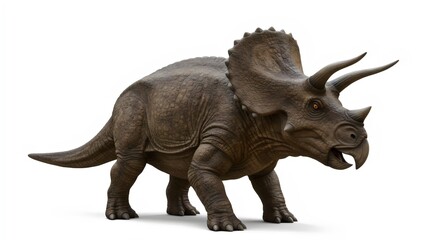 Obraz premium Photorealistic Triceratops Skeleton Replica with Detailed Horns Isolated on White Background