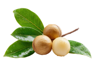 Close-up of macadamia nuts on a branch with leaves.  Fresh, wet, and vibrant green leaves frame two light brown and one creamy-white macadamia nut