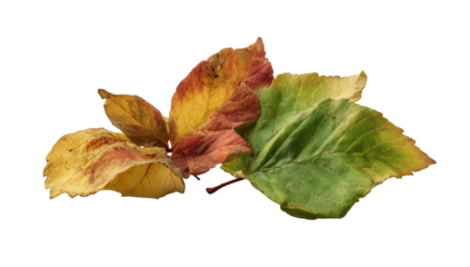 Three autumn leaves in varying shades