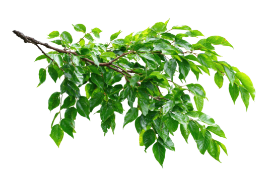 A branch with lush green leaves