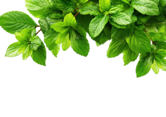 Fresh mint leaves arranged in a corner border