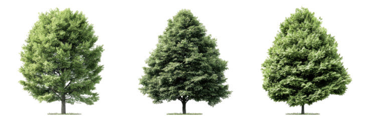 Three identical light green deciduous trees