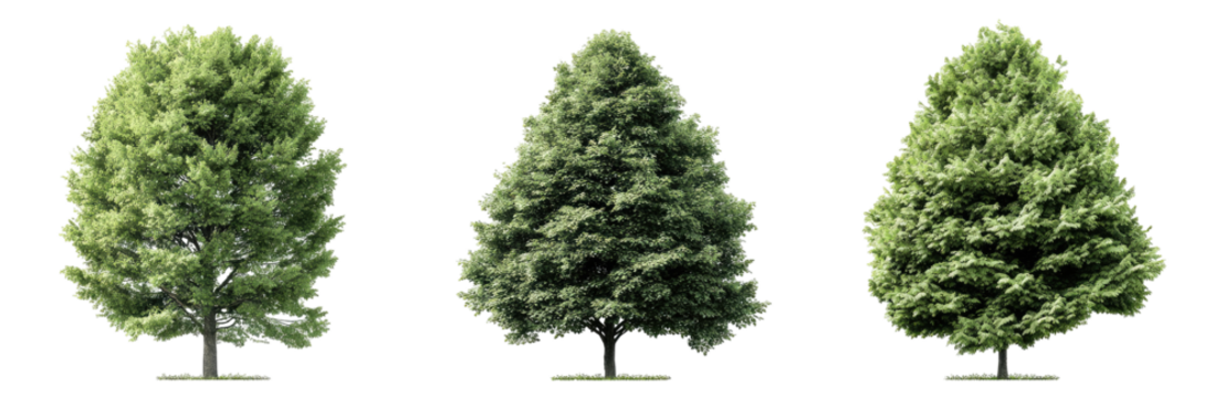 Three identical light green deciduous trees
