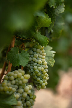 White wine grapes in a Northern California Vineyard