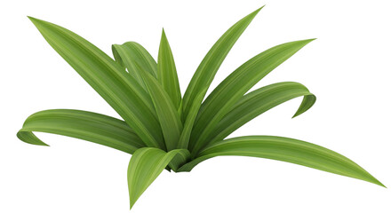 Fresh Green Leaves Isolated Against Transparent Background Botanical Element Nature Photography Plant Illustration Leaf