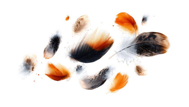 Abstract feather-like shapes in orange, white, and black