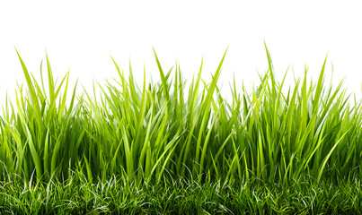Fototapeta premium grassy border, green grass background isolated on a transparent png with a white background 