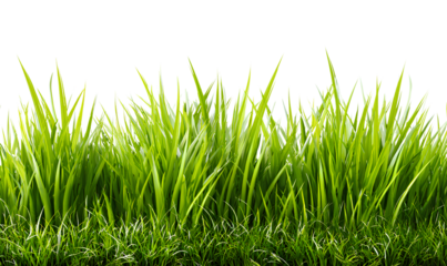 grassy border, green grass background isolated on a transparent png with a white background 