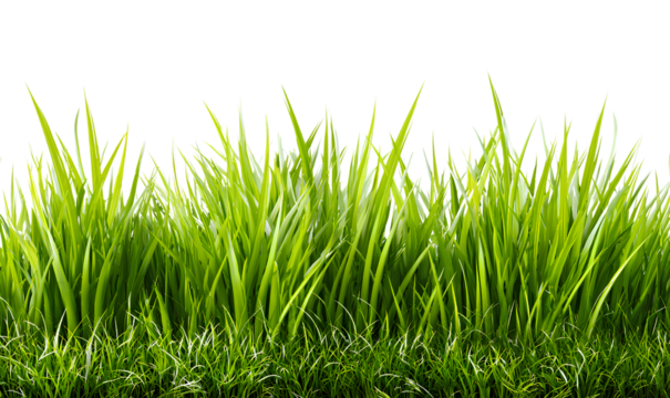 grassy border, green grass background isolated on a transparent png with a white background  - Powered by Adobe