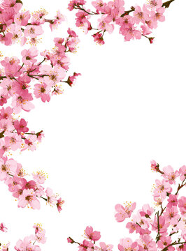 Pink cherry blossoms frame a black center