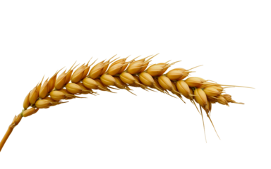 Golden Wheat Ear — Close-Up of Spikelets and Central Stem (Rachis) with Detailed Botanical Texture Isolated on Transparent Background for Agricultural Crop Concept