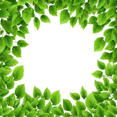 Lush green leaves frame a dark void (1)