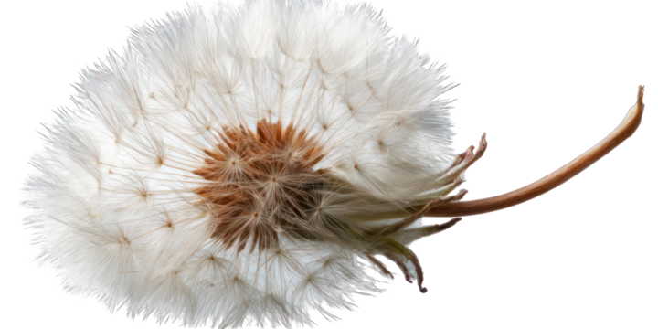 Close-up of a dandelion seed head (14)