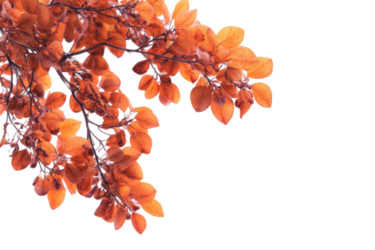 Autumn leaves on a branch against a black background