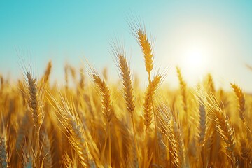Fototapeta premium Closeup ripe wheat ears shining high resolution picture