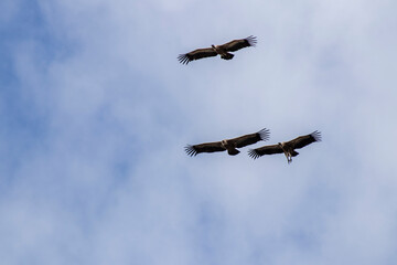 Griffon vultures soaring through blue sky in monfragüe national park