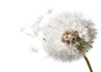 Close-up of a dandelion seed head (27)