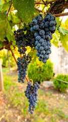 Fototapeta premium Dark purple grapes cluster on vine. Lush green leaves surround
