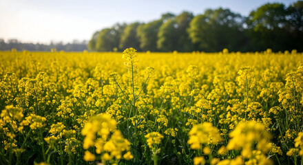 Obraz premium Vibrant rapeseed field under a blue sky, a mesmerizing spring landscape with yellow flowers and distant trees creating a peaceful and natural scene