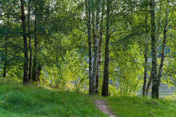 Birch forest on the river bank, path in the forest