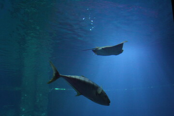 shark in aquarium