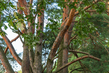 Pine branches, tree in the woods