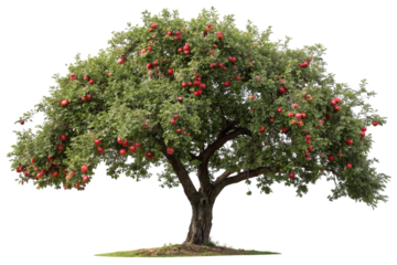 Lush apple tree laden with ripe red fruits isolated against a pristine white background for designs