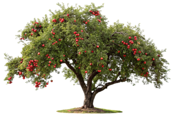Lush apple tree full of ripe red apples against a bright white background for fresh nature vibe