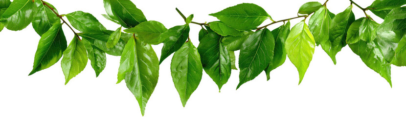 Fototapeta premium Lush green leaves cascading from branches