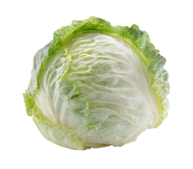 Close-up of a head of white cabbage with light green outer leaves