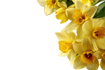 Close-up of a cluster of pale yellow daffodils against a black background.  Soft focus on the blossoms, showcasing intricate details of the petals and stamens