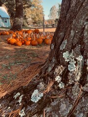 Pumpkins on a Farm Behind a Tree with Moss