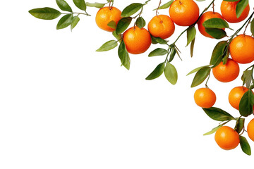 Fresh oranges on branches against black background