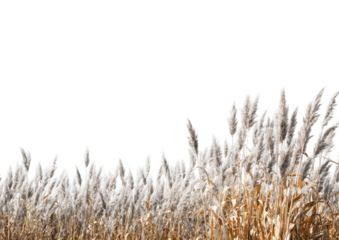 Fluffy grasses in a field, soft colors