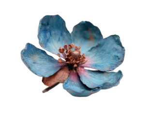 Close-up of a faded, textured, blue flower