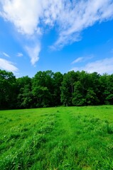 green grass and blue sky