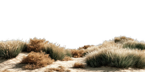 Desert grasses on sandy dunes