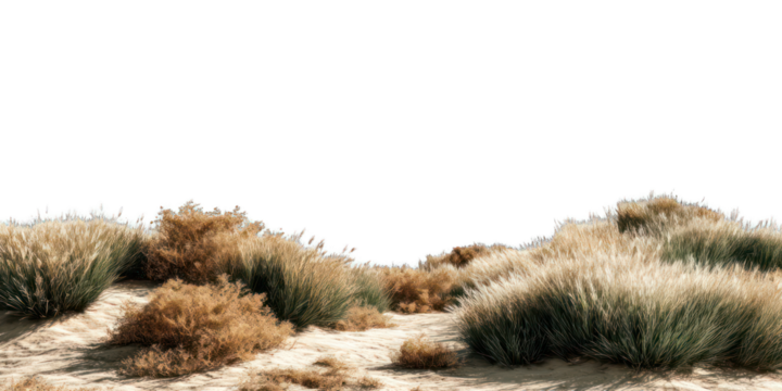 Desert grasses on sandy dunes