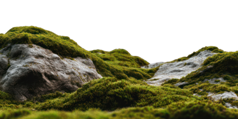 Moss-covered rocks in a landscape