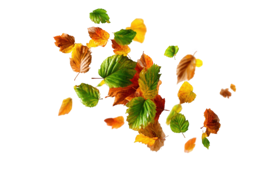 Autumn leaves scattered on black background