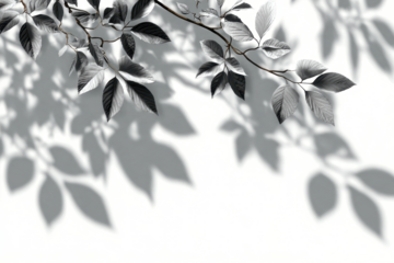 realistic tree branch shadow and leaves shadows isolated on transparent background, mockup of shadow for product presentation, backdrop, Summer sunlight and shadow overlay