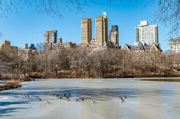 Winter in Central Park, ducks and towers. Ducks waddle on the frozen lake in Central Park, surrounded by bare trees and towering buildings on a bright winter day.