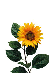 Close-up of a vibrant sunflower against a black background.  Dark green leaves frame the flower