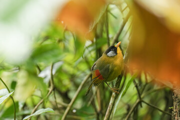 Silver-eared Mesia ( Leiothrix argentauris )  bird watching in the forest