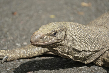  monitor lizard, varanus on ground