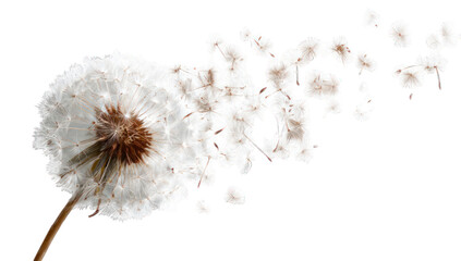 Dandelion seeds scattering (1)
